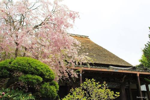 西念寺.jpg